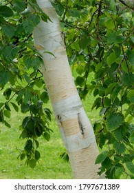 White Himalayan Birch Bark With Leaves