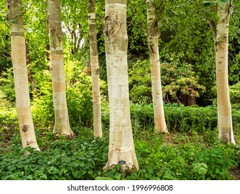 White Himalayan Birch Tree Trunks In Sunlight