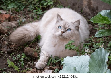 White himalayan cat with blue eyes