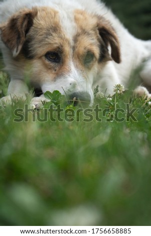 Similar – Dog in the grass, looking for something?