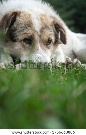 Similar – Dog in the grass, looking for something?