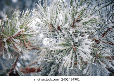 White hoarfros with green needles. Nature Winter background with snowy pine tree branches. Pine tree in huge hoarfrost outdoors in Winter forest. Beauty in nature.  Frozen plants after snowfall. - Powered by Shutterstock