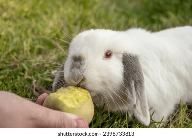 White Holland Lop Rabbit Bunny Albino Californian Siamese Red Eyes Flop Ear Close Up Eating Peach Nibbling