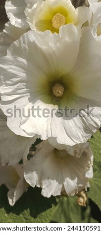 white hollyhock flower close up in bukeh form 