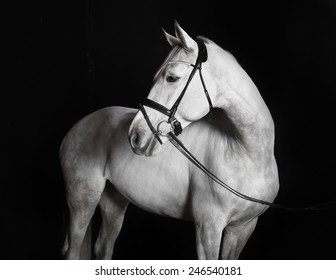 White Holsteiner horse with bridle in studio against black background