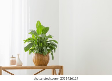 white home interior with houseplants on wooden shelf - Shutterstock ID 2331426117