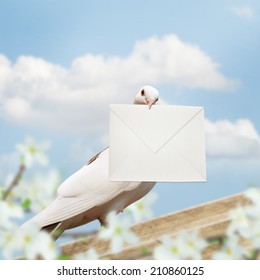 White Homing Pigeon With Letter.