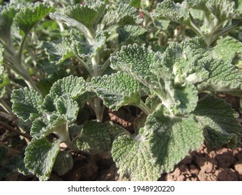 White horehound growing in early spring sunshine
