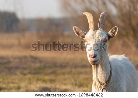 A white horned goat head on blurry natural background