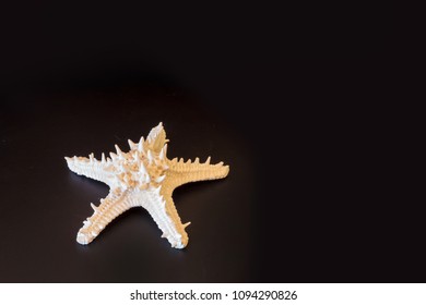 White Horned Sea Star Protoreaster Nodosus Isolated On A Black Background