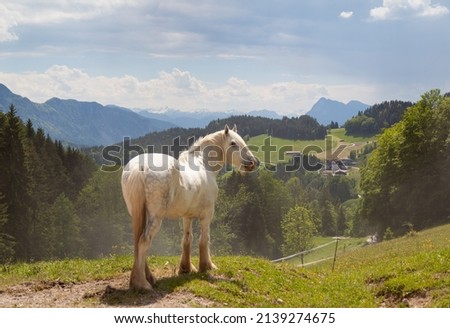 White Horse in the alps looking over the beautiful scenery. Green lush grass and a gorgeous horse. Big mountains in the background of this scene in Bavaria Germany