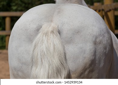 White horse back view with tail