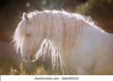 White Horse With A Beautiful Long Mane