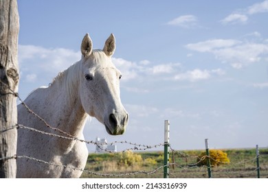 White Horse Behind Barbed Wire Fence