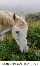 White Horse Behind A Stone Wall, Grazing Grass, Head Portrait,  With Fog Background