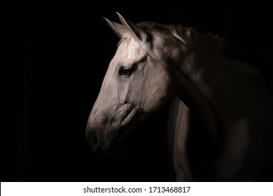 white horse with black background