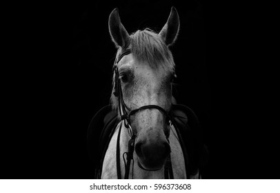 White horse, black background