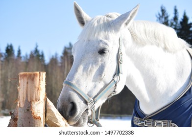 white horse in blanket winter portrait