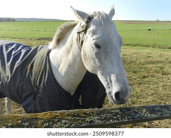 White horse in a blue blanket resting by a wooden fence at a farm in Pennsylvania in autumn                       - Powered by Shutterstock