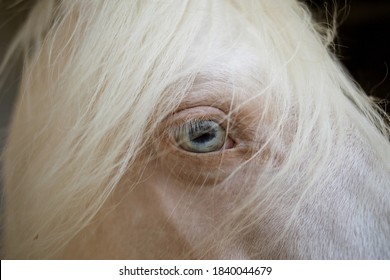 708 Albino horse Stock Photos, Images & Photography | Shutterstock