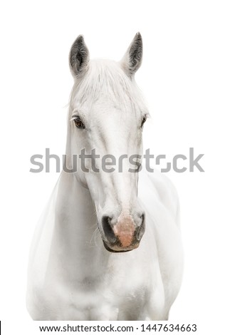 White horse body white background
