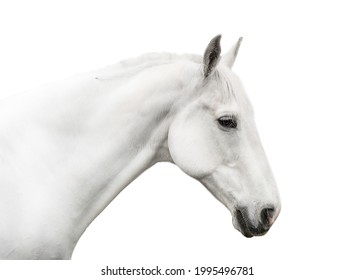White horse body white background closeup isolated on white