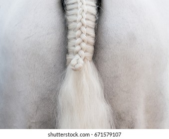 White horse: a braid tail close-up