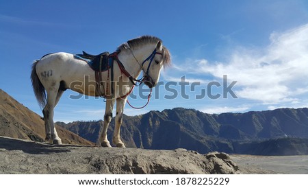 Similar – Image, Stock Photo whitehorse Horse Blue sky