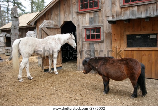 White Horse Brown Miniature Horse Front Stock Photo Edit Now 2975002