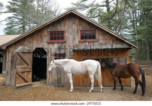 White Horse Brown Miniature Horse Front Stock Photo Edit Now 2975015