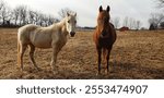 a white horse and brown horse in an open field with a barn in the background