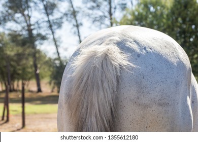 White Horse Butt Outdoors Close Up - Horizontal Photo Of Horse Rear End