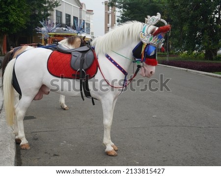 white horse with carnival attributes for rent to the general public