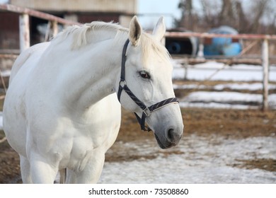 White Horse Close Up