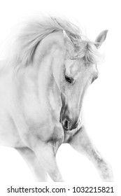 White Horse Close Up On White Background