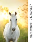 White horse close up portrait in sunlight