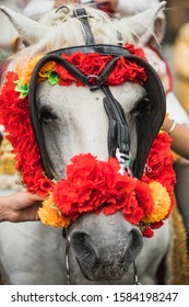 White Horse Decorated With Garlands For Baraat