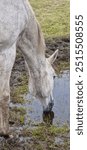 White horse drinking water in the field after the rain