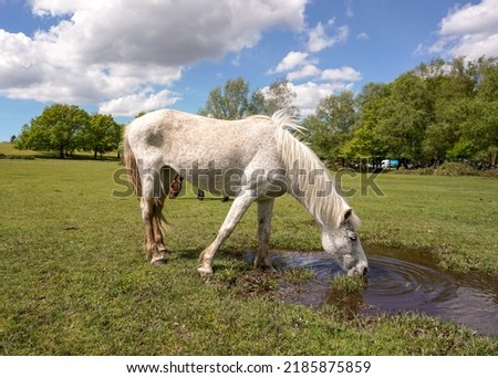 Image, Stock Photo Moldy Environment Nature