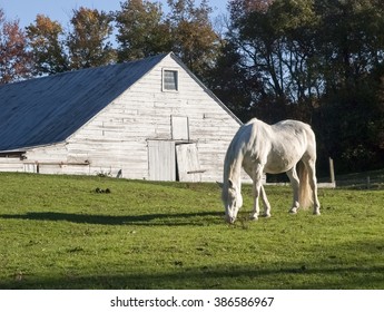 White Horse And Dutch Barn, Hudson Valley, New York