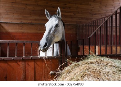 White Horse Eating Hay In The Stable