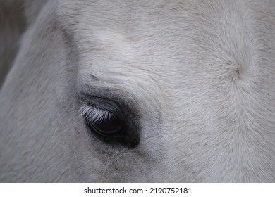 White Horse Eye Eyelash Forehead