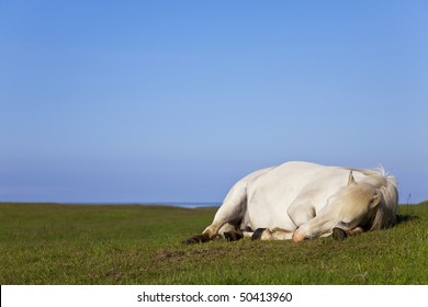 An white horse eyes closed laying down and sleeping in a field