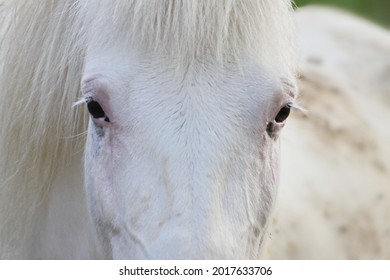 white horse face front view