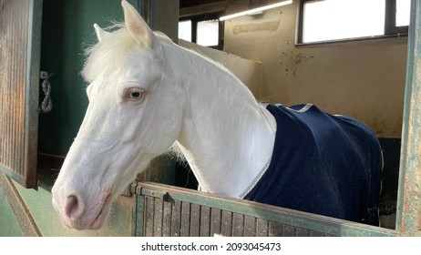 white horse at the horse farm, blue eyes