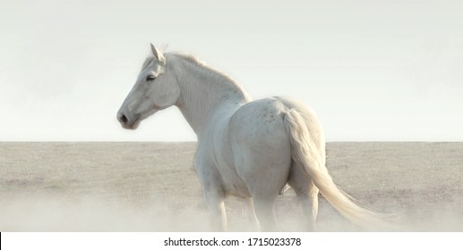 White horse in the fog stands and looks around