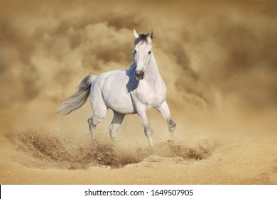 White Horse free run on desert dust 