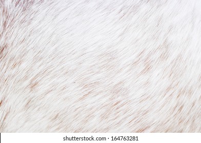 white horse fur