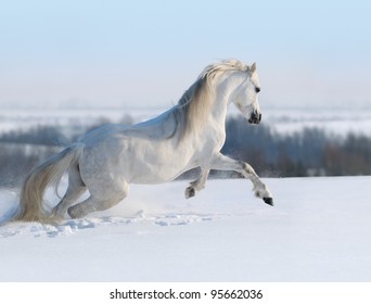 White Horse Galloping On Snow Hill Stock Photo 95662036 | Shutterstock