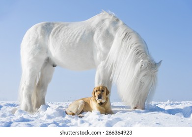 White Horse And Golden Dog In Winter